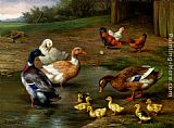 Chickens, Ducks and Ducklings Paddling by Edgar Hunt